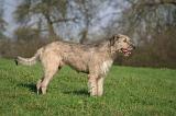 IRISH WOLFHOUND 376